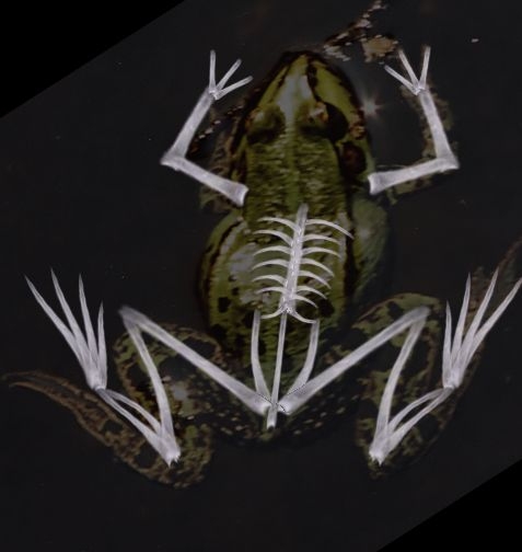 Creation of Frog X-ray: Step 7